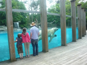 Picture at La Fleche Zoo of polar bear